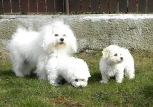 Bolognese puppies Image eClassifieds4u 1