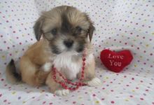 Lhasa Apso Puppies Image eClassifieds4u 2