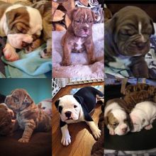 Olde english bulldogge puppies Image eClassifieds4u 3