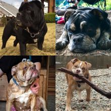 Olde english bulldogge puppies Image eClassifieds4u 2