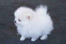 Pomeranian puppies ready Image eClassifieds4u 2