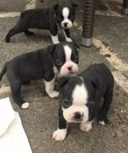 Quality Boston Terrier puppies for adoption. Image eClassifieds4u 3