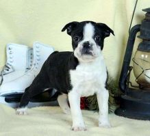 Quality Boston Terrier puppies for adoption. Image eClassifieds4u 2