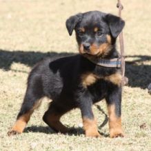 Rottweiler puppies available Image eClassifieds4u 3