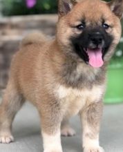 Top quality Shiba Inu puppies. Image eClassifieds4u 3