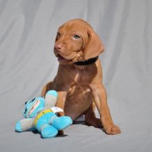 Vizsla puppies available Image eClassifieds4U