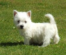 West Highland White Terrier puppies Image eClassifieds4u 1