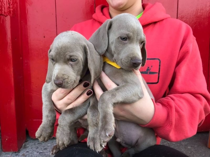 male and female Weimaraner puppies Image eClassifieds4u