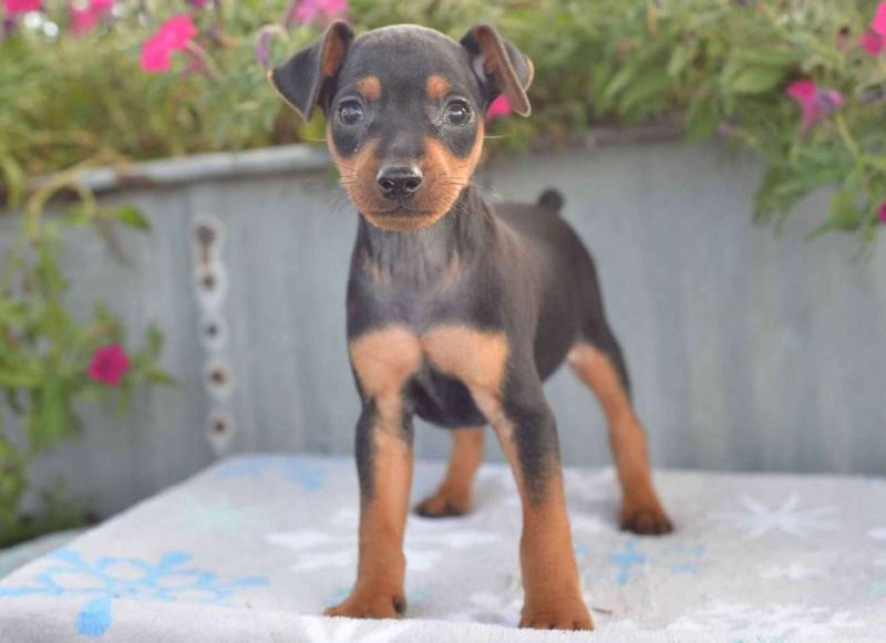 Miniature Pinscher puppies Image eClassifieds4u