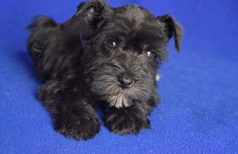 Miniature Schnauzer puppies Image eClassifieds4u