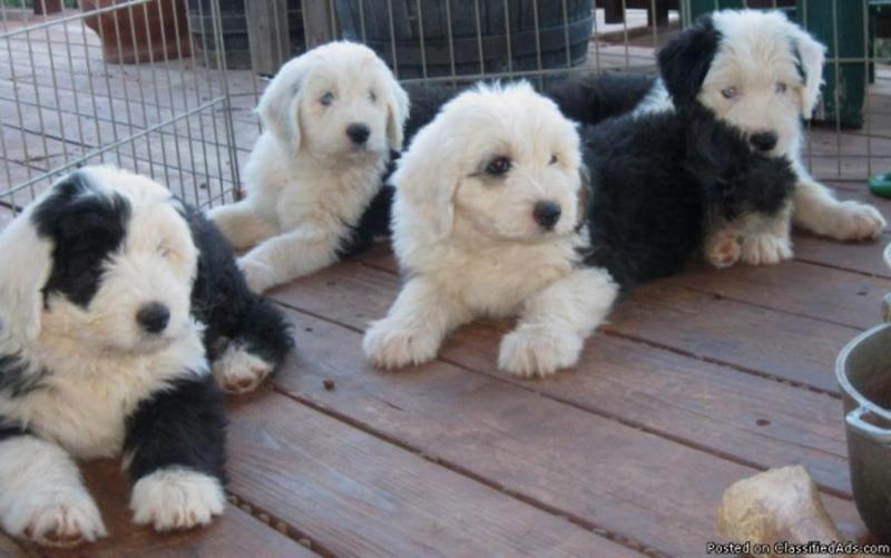 Old English Sheepdog puppies ready Image eClassifieds4u