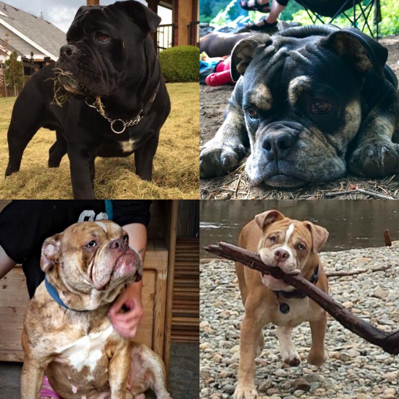 Olde english bulldogge puppies Image eClassifieds4u