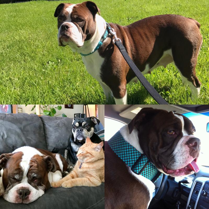 Olde english bulldogge puppies Image eClassifieds4u