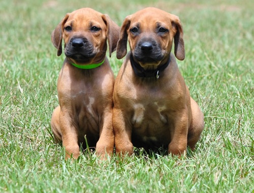 Rhodesian Ridgeback puppies Image eClassifieds4u