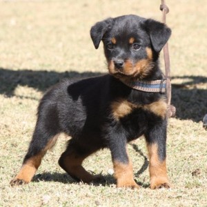 Rottweiler puppies available Image eClassifieds4u