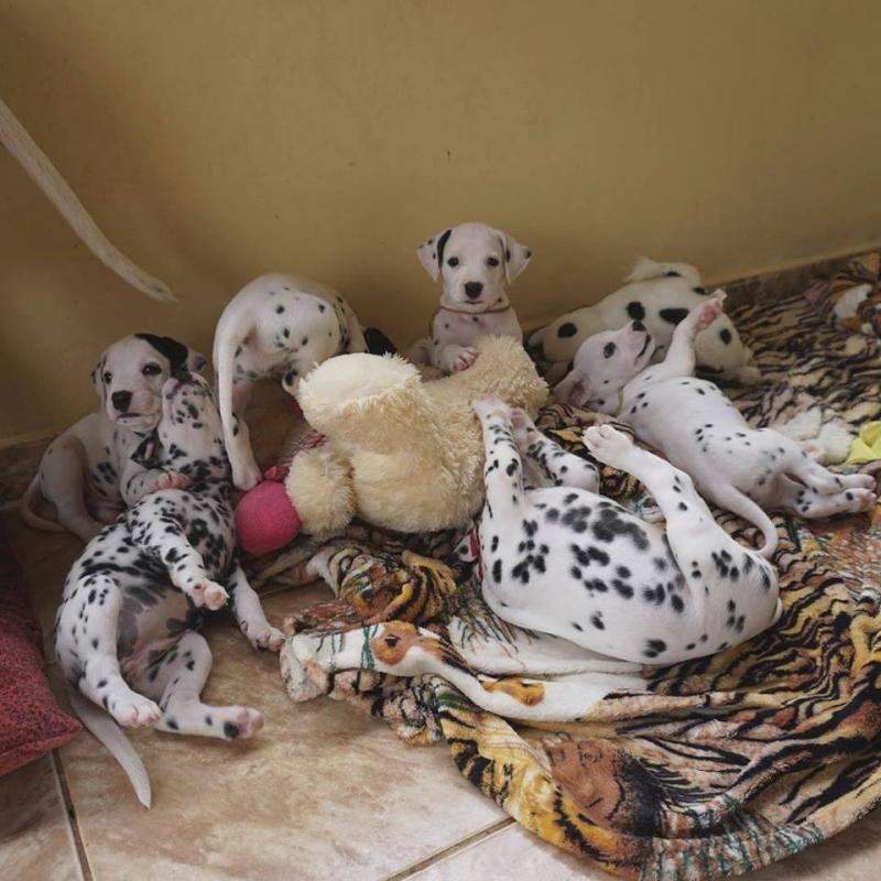 Super dalmatian Puppies available now. Image eClassifieds4u
