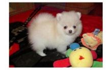 Awesome Male and Female Teacup pom puppies available