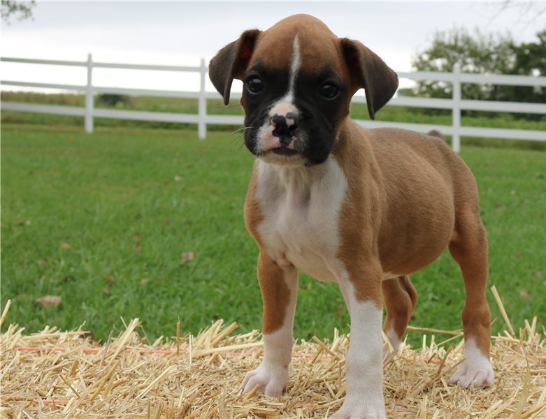 LOVELY Red White BOXER Dogs pups ready now Image eClassifieds4u