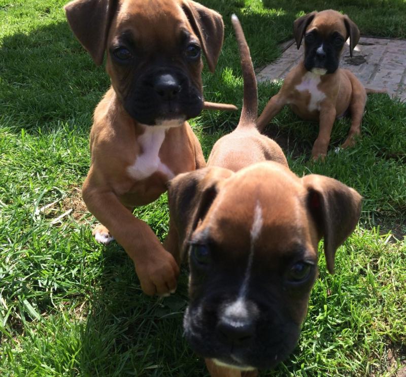 LOVELY Red White BOXER Dogs pups ready now Image eClassifieds4u