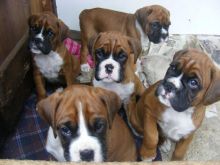 LOVELY Red White BOXER Dogs pups ready now