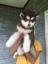 Active Alaskan Malamute Puppies For Adoption