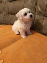 Adorable CKc Reg Bichon Frise Puppies Ready Here!!!Boys and Girls...226-499-6031