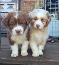 Attractive Australian Shepherd Puppies For Adoption
