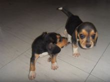 Devoted Beagle Puppies For Adoption