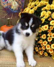 Gentle Pomsky Puppies For Adoption
