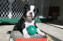 Gorgeous Boston Terrier Puppies For Adoption