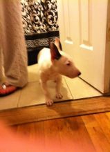 Happy Bull Terrier Puppies For Adoption