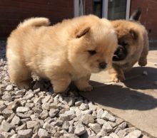 Healthy Fluffy Chow CHow Puppies Available Now (226)-499-6031