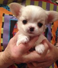 Jovial Chihuahua Puppies For Adoption