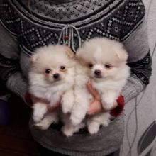 Loyal Pomeranian Puppies For Adoption