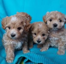 Maltipoo babies ready for their forever home***males and females, home raised**(226)-499-6031
