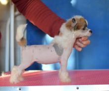 Obedient Chinese Crested Puppies For Adoption
