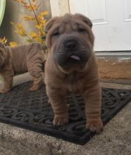 Passionate Chinese Shar-Pei Puppies For Adoption