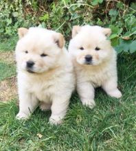 Proper Chow Chow Puppies For Adoption