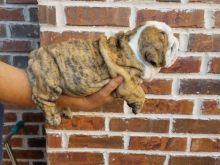 Remarkable English Bulldog Puppies For Adoption