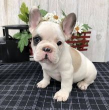 Responsive French Bulldog Puppies For Adoption