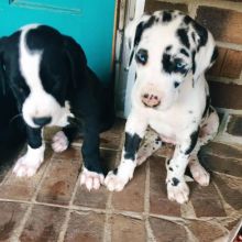 Sensible Great Dane Puppies For Adoption