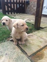 Tenacious Labrador Puppies For Adoption