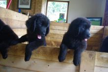 Trustworthy Newfoundland Puppies For Adoption