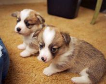 Worthy Pembroke Welsh Corgi Puppies For Adoption
