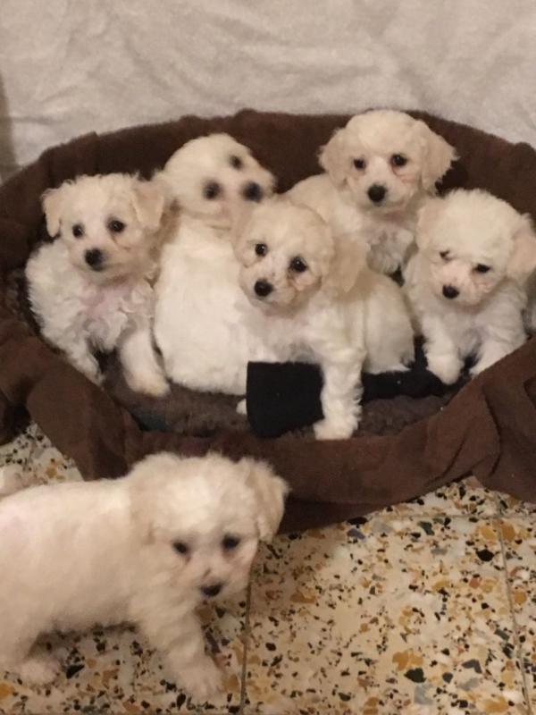 Adorable CKc Reg Bichon Frise Puppies Ready Here!!!Boys and Girls...226-499-6031 Image eClassifieds4u