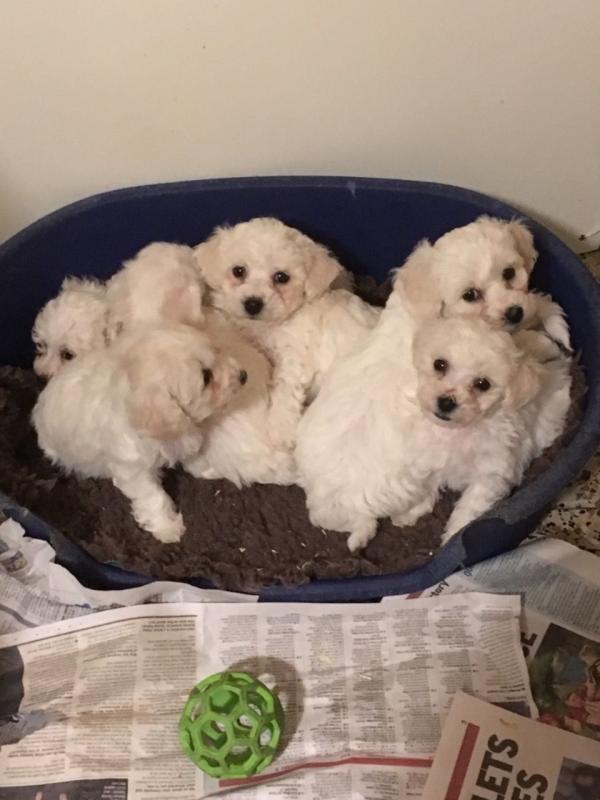 Adorable CKc Reg Bichon Frise Puppies Ready Here!!!Boys and Girls...226-499-6031 Image eClassifieds4u