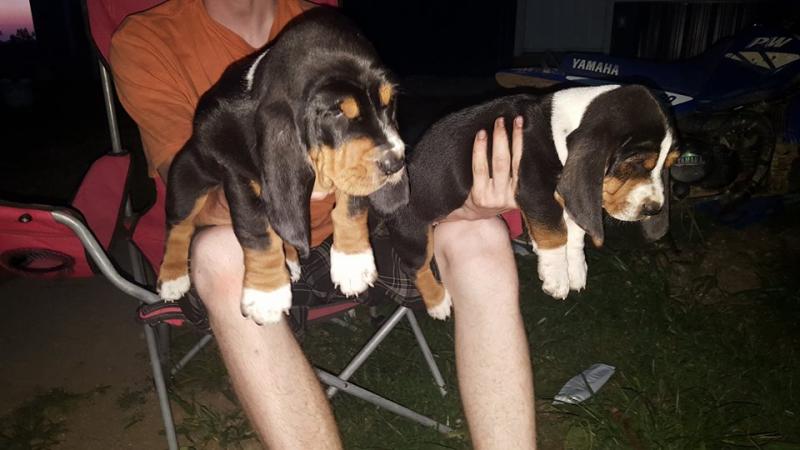 Charming Basset Hounds Puppies For Adoption Image eClassifieds4u