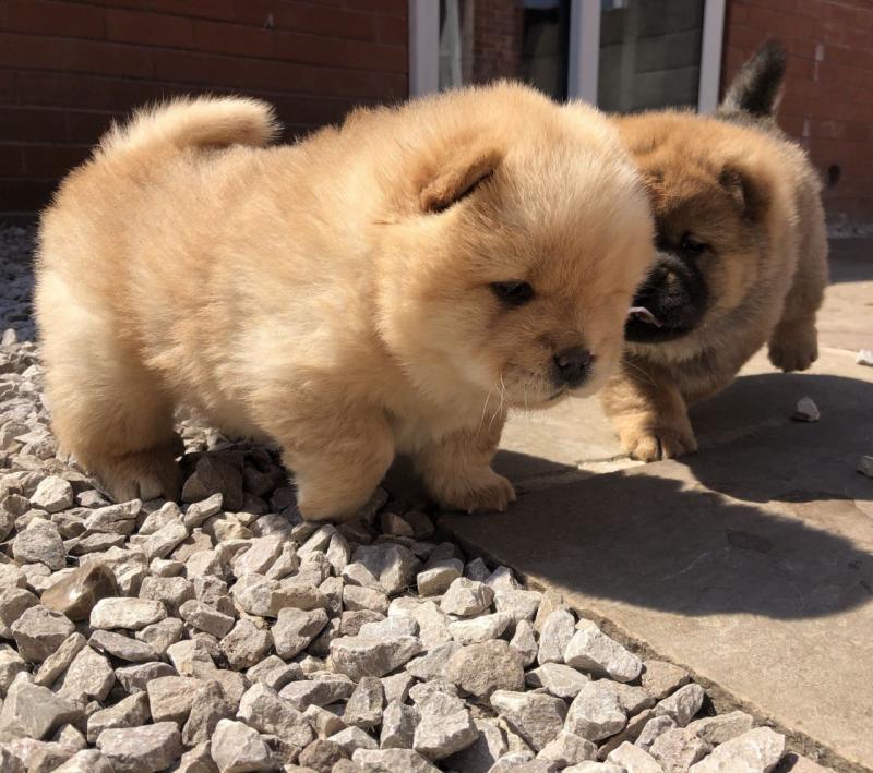 Healthy Fluffy Chow CHow Puppies Available Now (226)-499-6031 Image eClassifieds4u