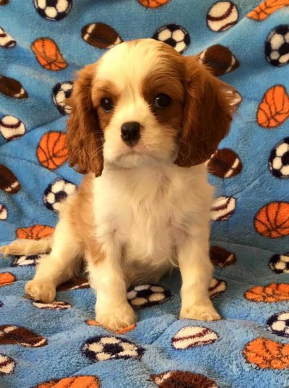 Jealous Cavalier King Charles For Adoption Image eClassifieds4u