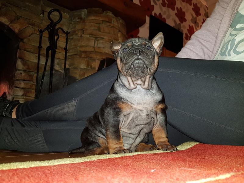 Joyful Chinese Chongqing Puppies For Adoption Image eClassifieds4u